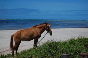 horse_on_beach.jpg