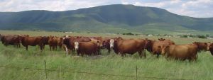 cattle_farm.jpg