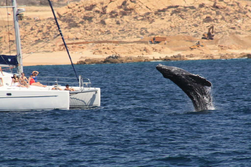 Catamaran_Whale.jpeg