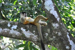 Pavones Costa Rica