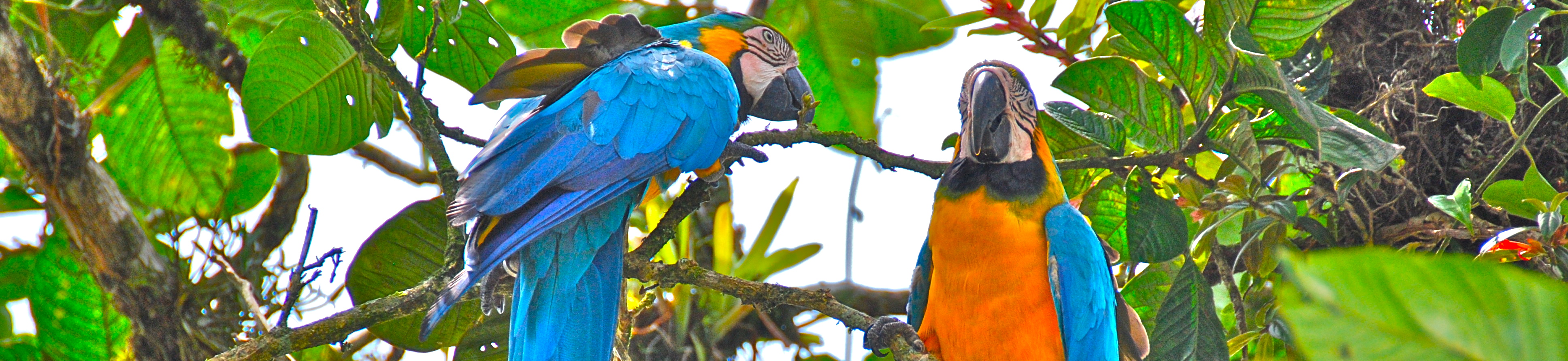 Pavones Costa Rica