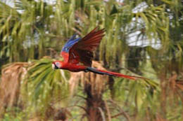 Pavones Costa Rica