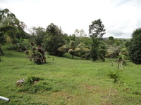 Pl54_thumb