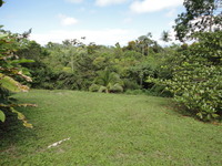 Pl54_thumb