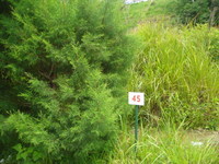 105_thumb